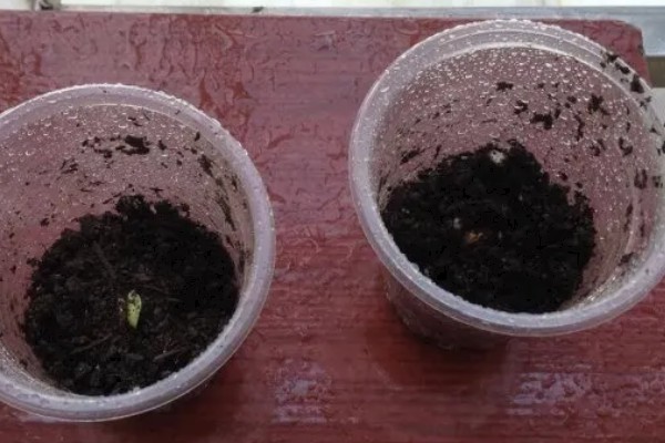 苦瓜如何盆栽，选择具备较好的透气性的容器种