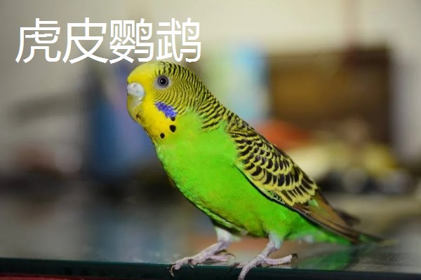 家养鹦鹉的品种，常见的有虎皮鹦鹉、玄凤鹦鹉等