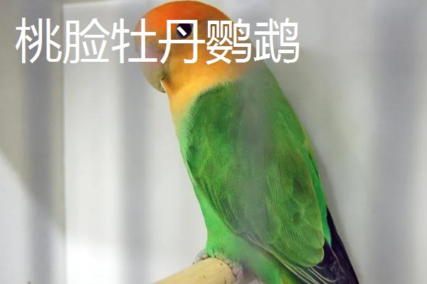 家养鹦鹉的品种，常见的有虎皮鹦鹉、玄凤鹦鹉等