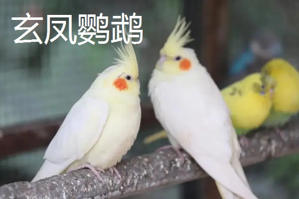 家养鹦鹉的品种，常见的有虎皮鹦鹉、玄凤鹦鹉等