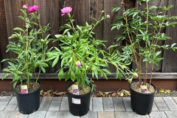 芍药的花香有没有毒，属于无毒植物