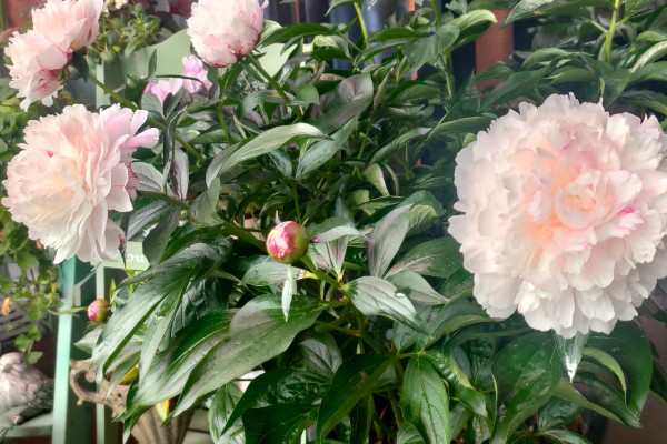 芍药的花香有没有毒，属于无毒植物