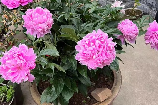 芍药的花香有没有毒，属于无毒植物