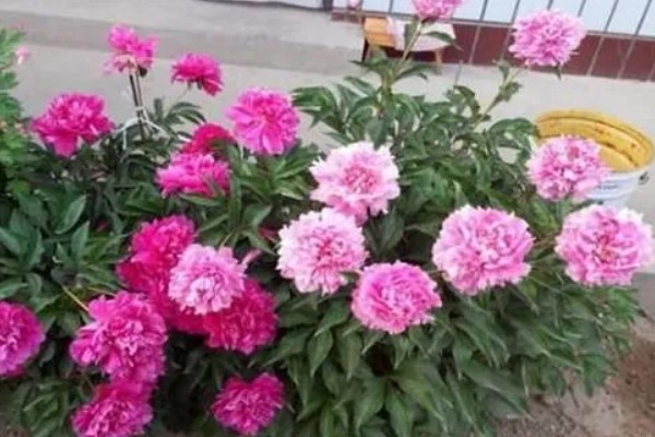芍药的花香有没有毒，属于无毒植物