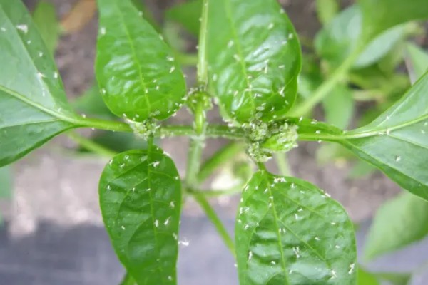 怎么清除辣椒苗上的蚜虫,可以用毛笔轻刷