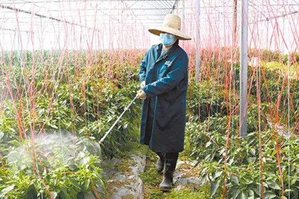 怎么清除辣椒苗上的蚜虫,可以用毛笔轻刷