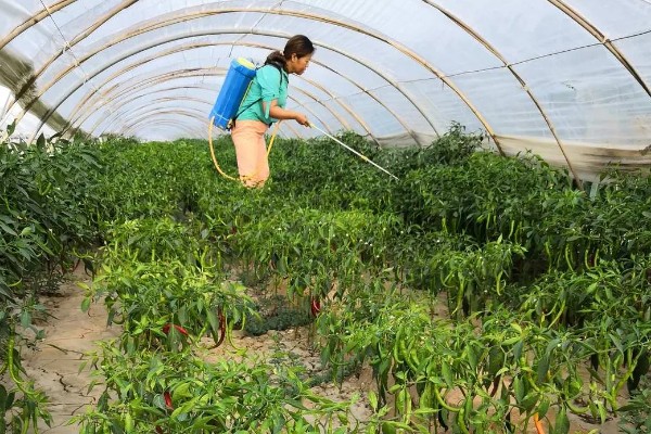 怎么清除辣椒苗上的蚜虫,可以用毛笔轻刷