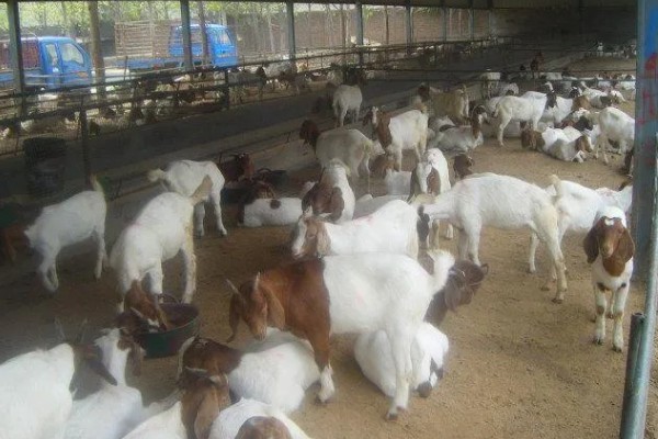 养什么品种的羊好，推荐关中奶山羊、波尔山羊、杜泊羊等