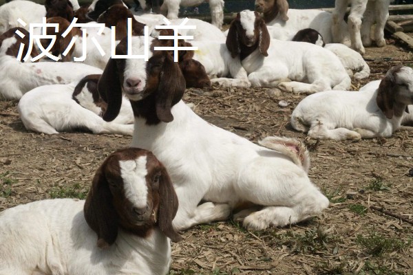 养什么品种的羊好，推荐关中奶山羊、波尔山羊、杜泊羊等