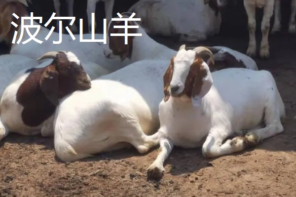 养什么品种的羊好，推荐关中奶山羊、波尔山羊、杜泊羊等