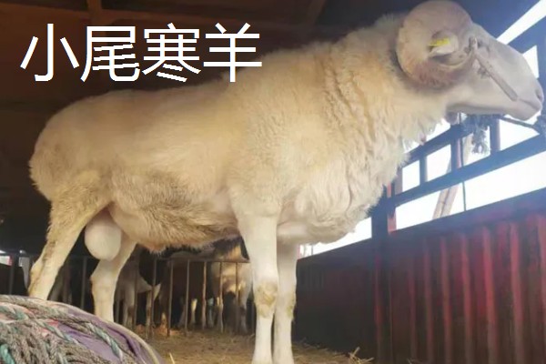 养什么品种的羊好，推荐关中奶山羊、波尔山羊、杜泊羊等