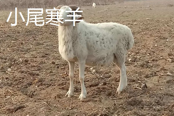 养什么品种的羊好，推荐关中奶山羊、波尔山羊、杜泊羊等