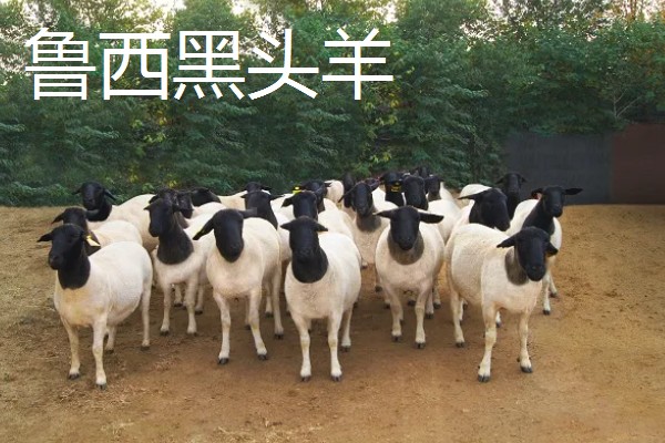 养什么品种的羊好，推荐关中奶山羊、波尔山羊、杜泊羊等
