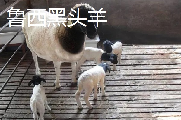 养什么品种的羊好，推荐关中奶山羊、波尔山羊、杜泊羊等
