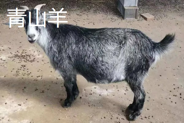 养什么品种的羊好，推荐关中奶山羊、波尔山羊、杜泊羊等