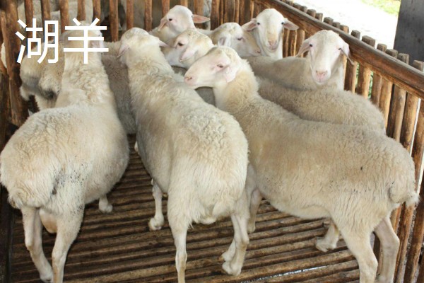 养什么品种的羊好，推荐关中奶山羊、波尔山羊、杜泊羊等