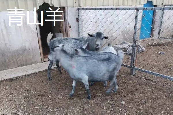 养什么品种的羊好，推荐关中奶山羊、波尔山羊、杜泊羊等