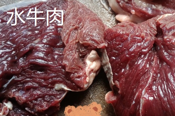 牛的消化系统，分为口腔、咽、腮腺等