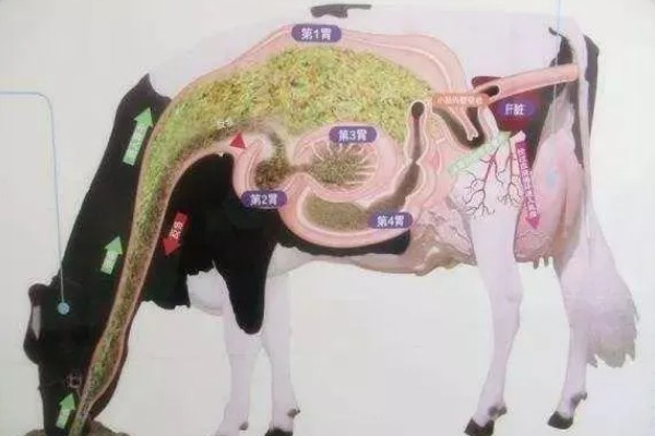 牛的消化系统，分为口腔、咽、腮腺等