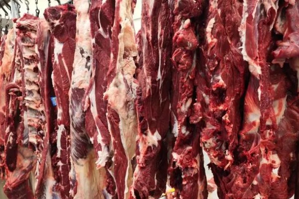 牛的消化系统，分为口腔、咽、腮腺等