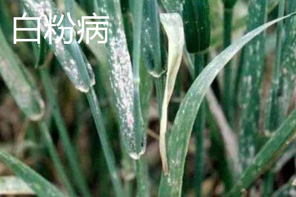 小麦的病害，有白粉病、锈病等