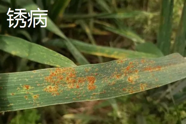 小麦的病害，有白粉病、锈病等