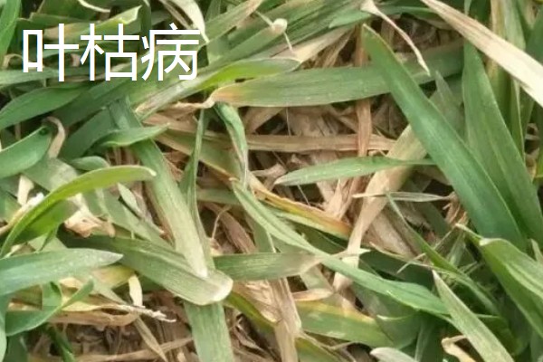 小麦的病害，有白粉病、锈病等
