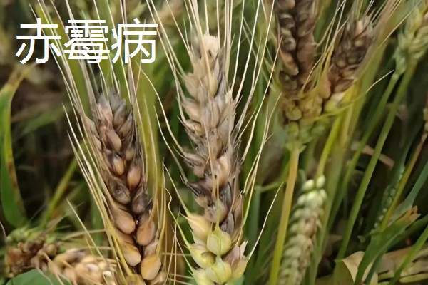 小麦的病害，有白粉病、锈病等