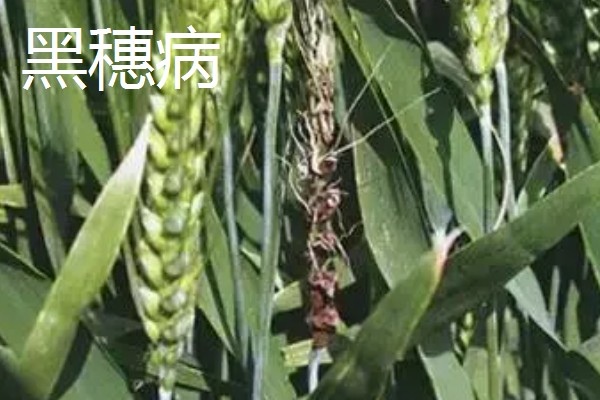 小麦的病害，有白粉病、锈病等