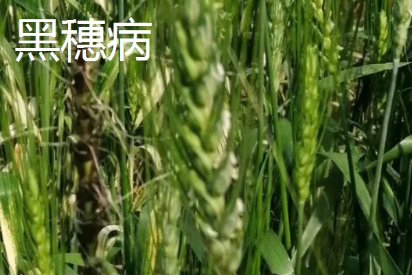 小麦的病害，有白粉病、锈病等