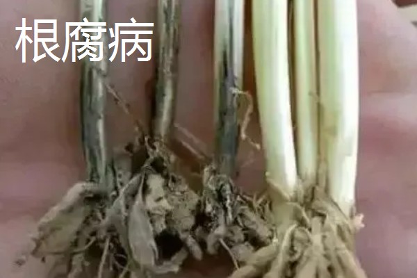 小麦的病害，有白粉病、锈病等