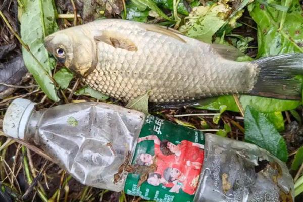 冬天野钓鲫鱼饵料配方,以腥香或浓腥为主