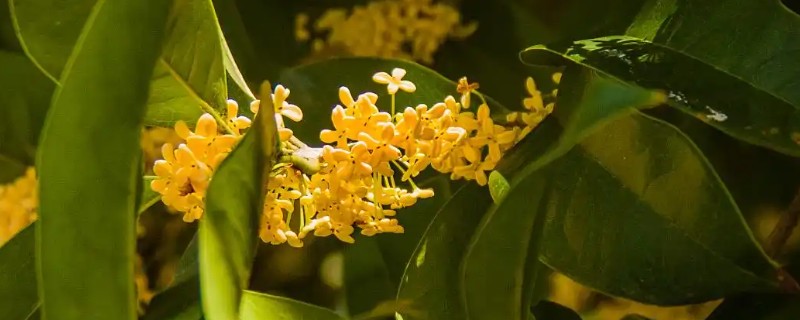 桂花叶子硬的原因，可能是水分不足所致