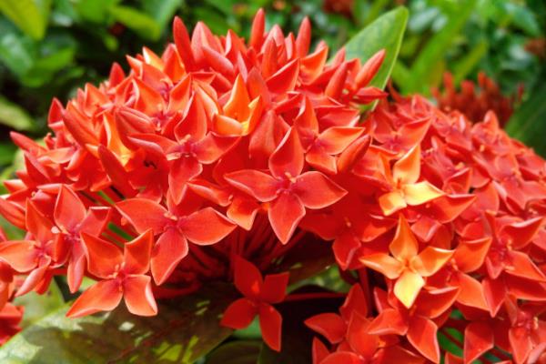 仙丹花简介，一般是指龙船花