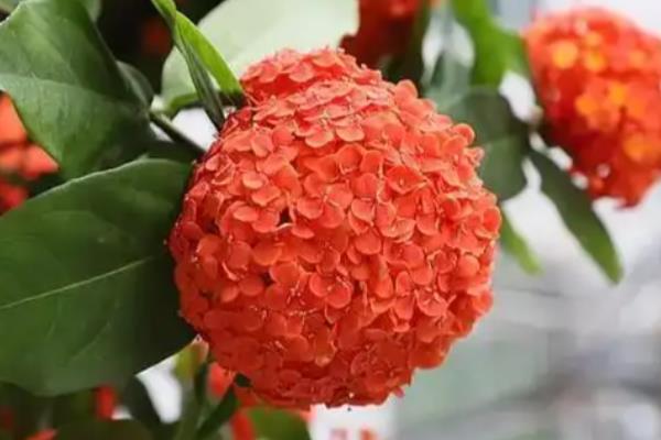 仙丹花简介，一般是指龙船花