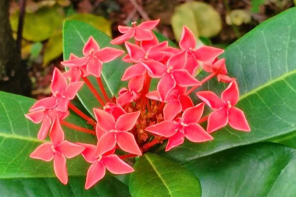 仙丹花简介，一般是指龙船花
