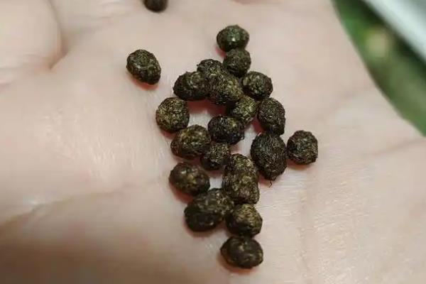 兔粪的用途，有驱虫的作用