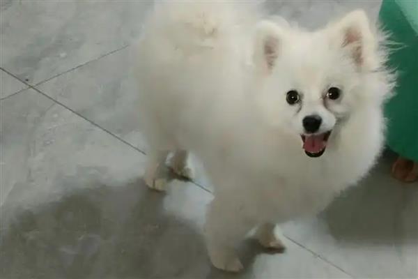 白博美犬的价格,纯种的价格在2000元左右