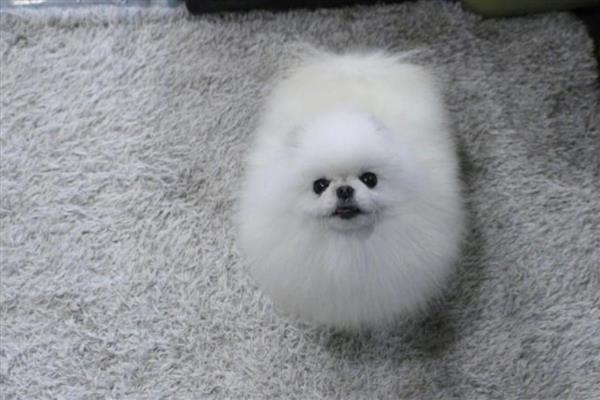 白博美犬的价格,纯种的价格在2000元左右