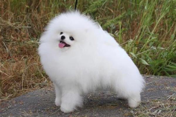 白博美犬的价格,纯种的价格在2000元左右