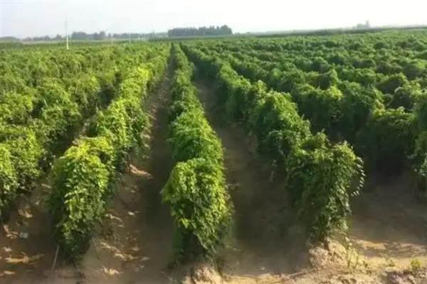 山药的种植技术,种植时需要对块茎进行处理