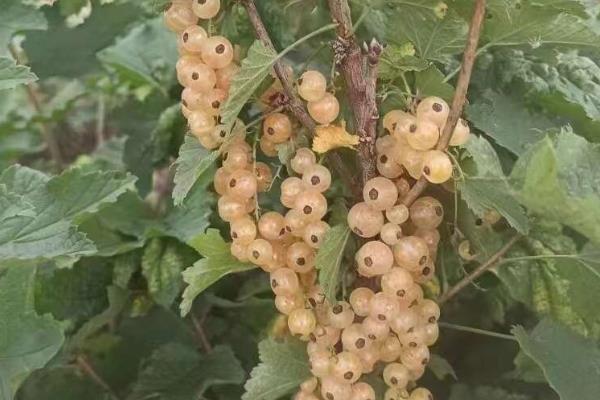 红加仑是什么,又名红茶藨子