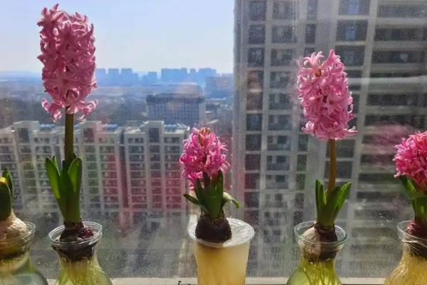 风信子种球如何保存，把它放到湿润的细沙中保存