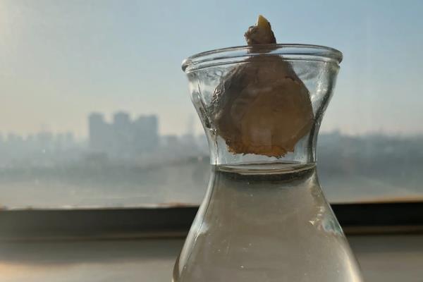 风信子种球如何保存，把它放到湿润的细沙中保存
