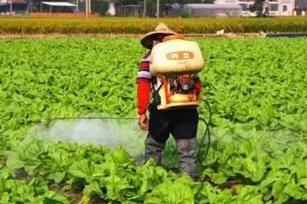 药害的解除方式,可喷大水冲洗药剂