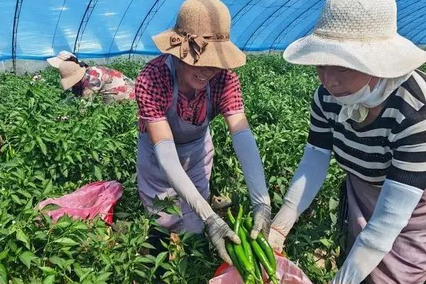 尖椒的采摘时间，尖椒见红就可以收获