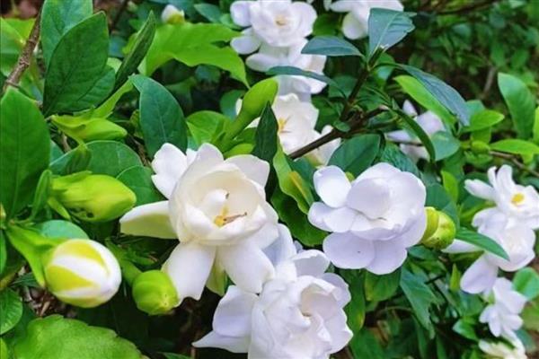 栀子花的常见病害怎么防治,发病初期及时将病叶摘除