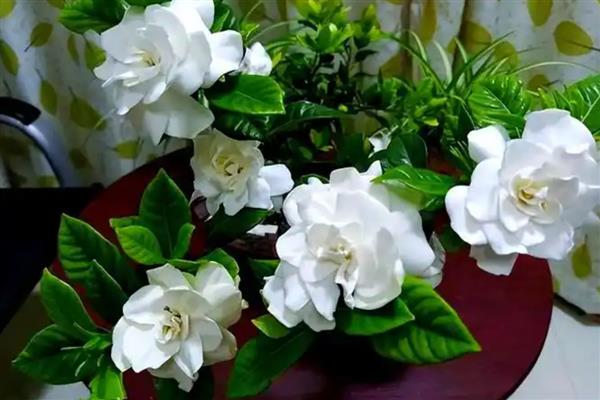 栀子花的常见病害怎么防治,发病初期及时将病叶摘除