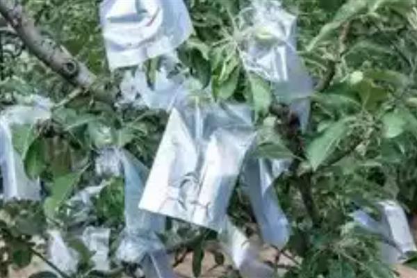 怎么套袋,在早晨果实上没有水或者药时进行