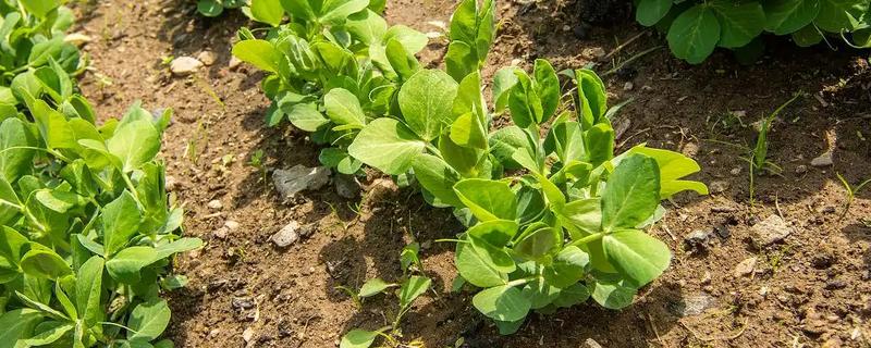 豌豆简介，株高有0.5-2米左右